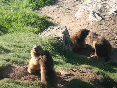 Marmotte (<em>Marmota marmota</em>)